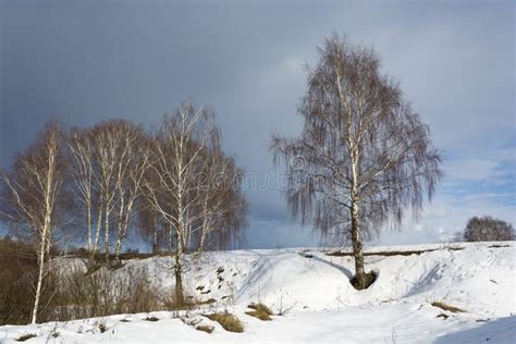 White Birch Birch On A Snowy Slope Against A Cloudy Sky Stock Photo