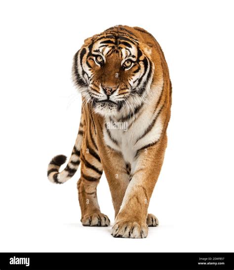 Tiger Prowling And Approaching Isolated Stock Photo Alamy