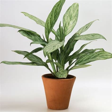 On jul 26, 2016oct 23, 2020. 30 Easy Houseplants - Easy To Care For Indoor Plants