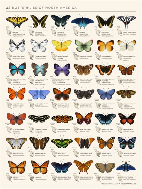 An Animated Chart Of 42 North American Butterflies