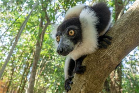 Black And White Ruffed Lemur Varecia Variegataendemic Madagascar Stock