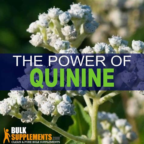 The Many Health Benefits Of Quinine