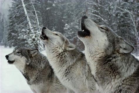Wolf Gray Wolf Pack Howl Living With Wolves