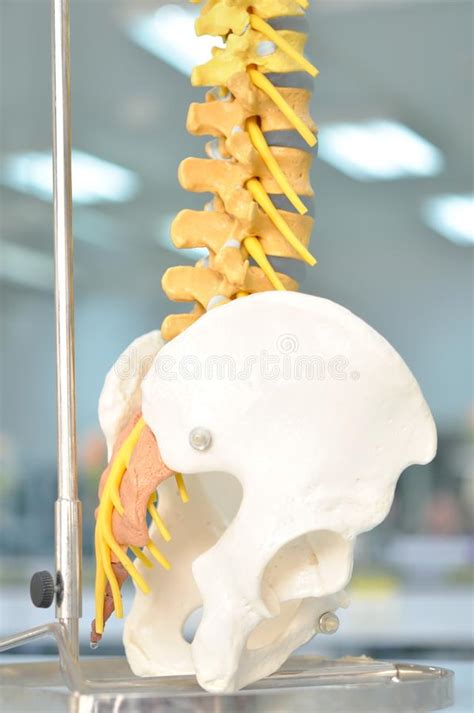 Human Back Bone Model Stock Photo Image Of Backache 48839176