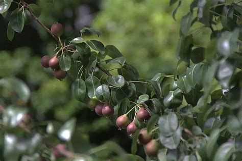 13 Best Fruit Trees To Grow In Georgia North And South