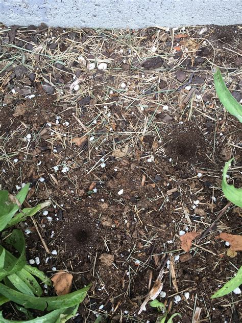 What Are These Holes I Found In My Garden This Morning Rwhatisthisthing
