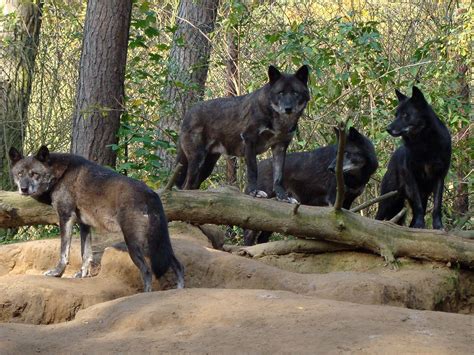 Pack Of Black Wolves In The Forest Wallpaper Nature And Landscape