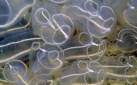 Dan 54 Light Bulb Sea Squirt Tunicate Photos Framed Prints Puzzles