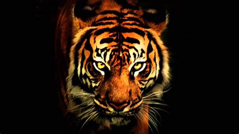 Eye Of The Tiger Wallpapers Wallpaper Cave