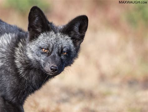 New Photos San Juans Islands Foxes And Other Wildlife Max Waugh