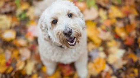 With an impressive 34% protein and 15% fat, this dog food is sure to give your active companion the nutrition they need to build their muscles and. Best Dog Foods For Goldendoodles: Puppies, Adults & Seniors