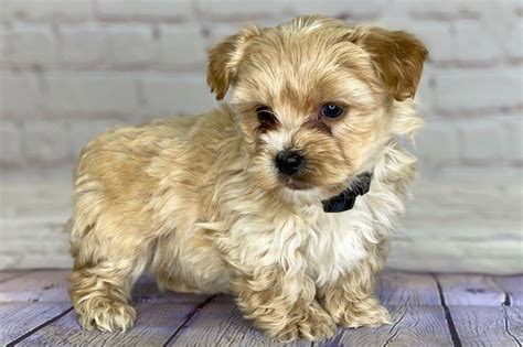 Things You Need To Know About The Yorkipoo Animalso Vlrengbr