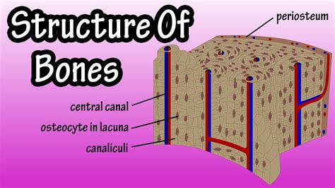 Between the rings of matrix, the bone cells (osteocytes) are located in spaces called lacunae. Structure Of Bone Tissue - Bone Structure Anatomy - Components Of Bones - YouTube