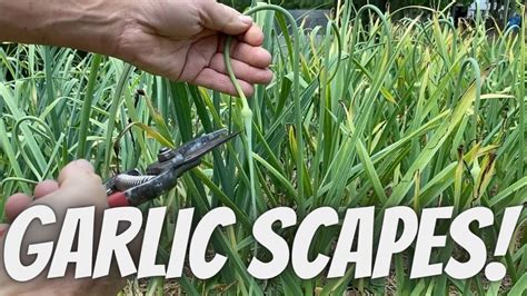 What To Do About Garlic Scapes Youtube