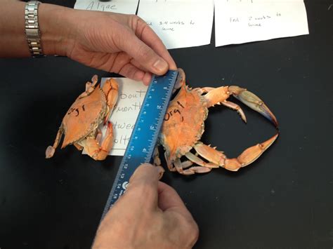 Crabs Birds And Bees Effects Of Crab Sex Life On Maryland Industry Wtop News