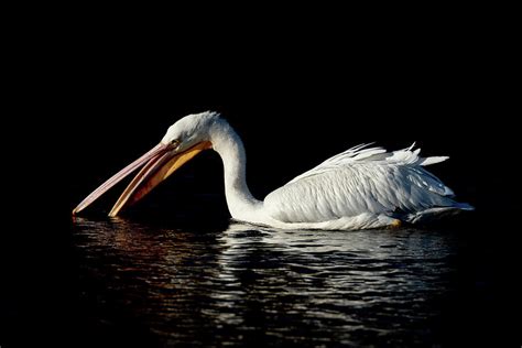 Pelican Feeding Photograph By Dot Rambin Fine Art America