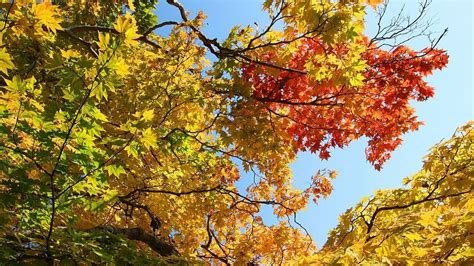 Japanese Maple Tree Yellow Leaves Agnes Siimpliiciity