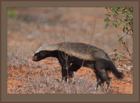 Show Us Your Honey Badgers Your Africa Images Safaritalk