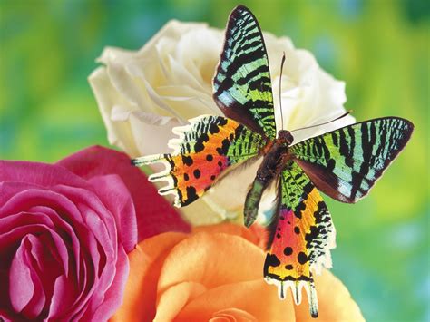 Nature Multicolor Flowers Insects Butterflies Butterfly Wallpaper