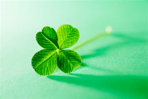 Clover shamrock irish luck good luck lucky charm ireland symbol green. The Mysterious Genetics of the Four-Leaf Clover | WIRED