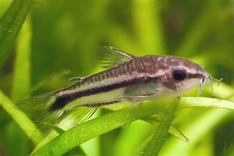 Pygmy Cory Detailed Guide Care Diet And Breeding Shrimp And