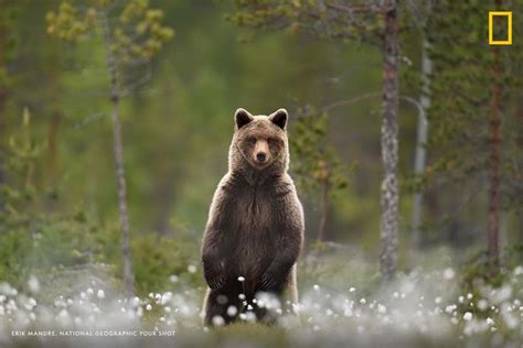 National Geographic On Twitter Brown Bear Bear Grizzly Bear