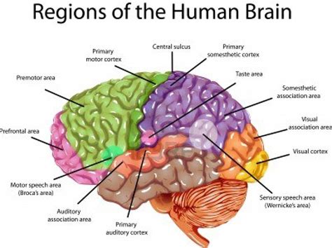 Psicofisiologia La Diferencia Del Cerebro Humano Y Animal