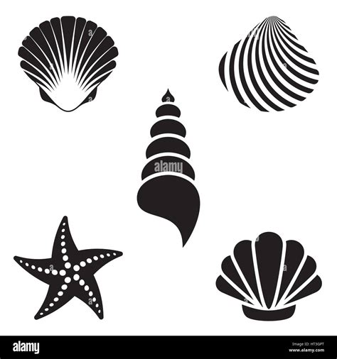 Sea Shells Stock Vector Image And Art Alamy