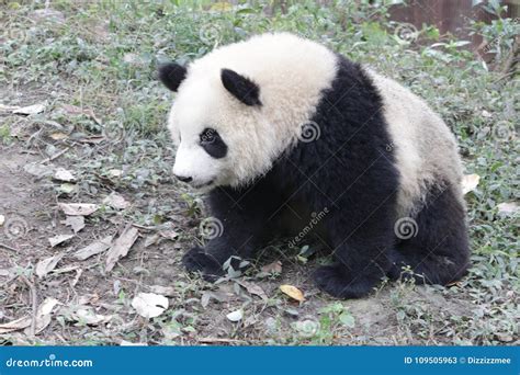Close Up Giant Panda Fluffy Face China Stock Image Image Of Fluffy