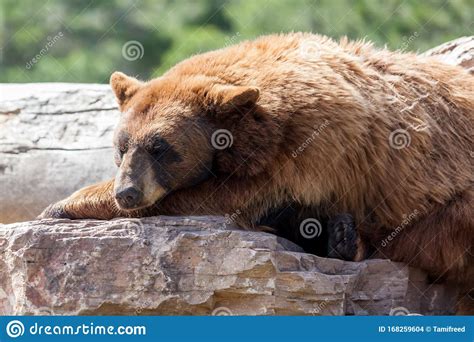 Funny Brown Bear Images Download 7979 Royalty Free Photos Page 4