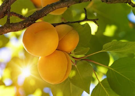 About chill hours & usda zones. Zone 4 Apricot Trees - Growing Cold Hardy Apricot Trees In ...