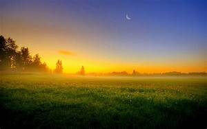Sky, Sun, Sunset, Moon, Night, Trees, Field, Grass, Fog