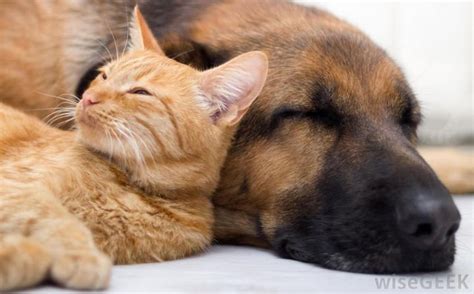Kitten and puppy taking nap. 23 Dogs and Cats Sleeping Together Are so Cute You'll Melt