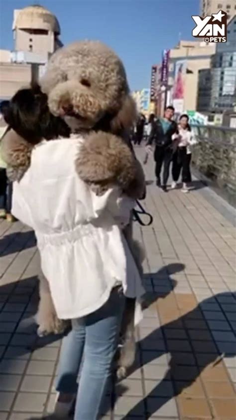 All puppies come with a one year guarantee. cockapoo full grown | Cockapoo For Life