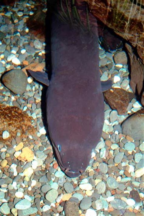 Fat Head Eels Te Ara Encyclopedia Of New Zealand