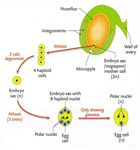4 food groups proteins vitamins minerals fats and oils carbohydrates. Magh Sci: Leaving Cert Biology - Embryo Sac Development in ...