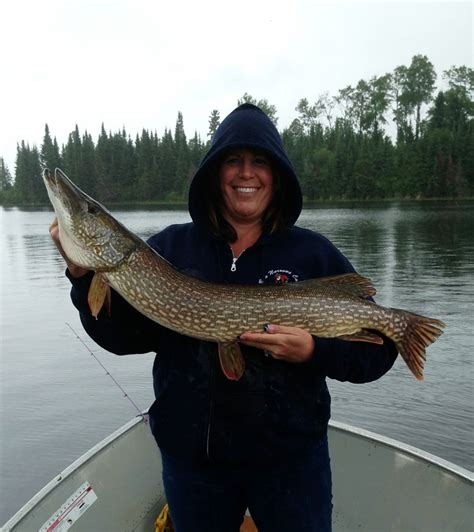 Bow Narrows Camp Blog On Red Lake Ontario Sample Of The Size Pike