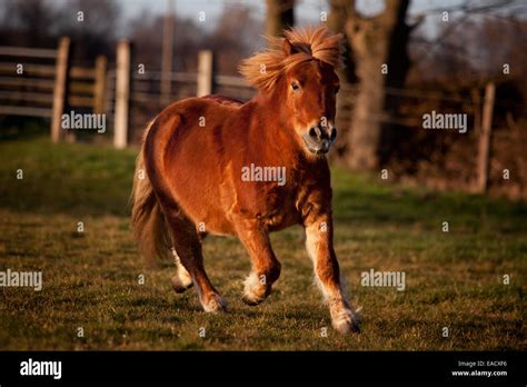 Male Shetland Pony Hi Res Stock Photography And Images Alamy