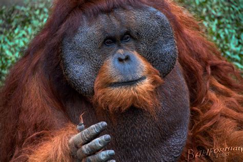 Sumatran Orangutan Pongo Abelii Bali Tour Gallery Click On Image