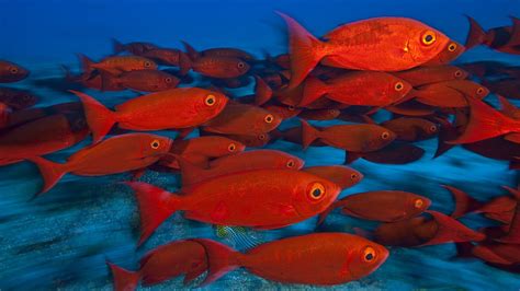 Animals Fishes Tropical Red Color Eyes Underwater Sea Ocean