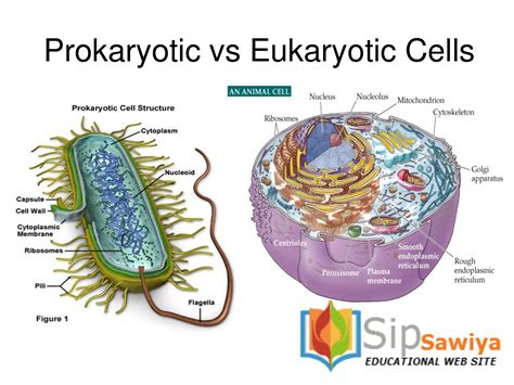 The distinction between prokaryotes and eukaryotes is considered to be the most important distinction among groups of organisms. Animal Cells I « SIPSAWIYA.COM