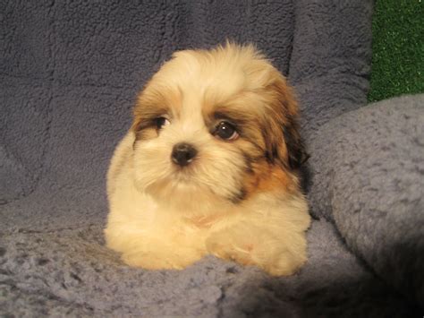 Due to the delicate nature of our tiny imperial. Soft and Sweet Shih Tzu Puppies Available! *8 - 12 weeks ...