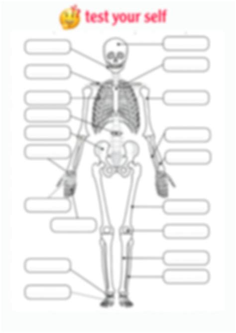Solution Anatomy 101 3 Basis Bone Studypool