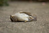 Toter Vogel - Was bedeutet es, wenn man einen toten Vogel sieht