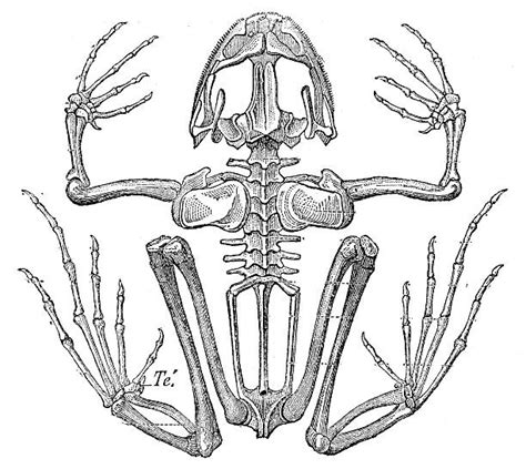 Skeletal System Of Frog Stock Photos Pictures And Royalty Free Images