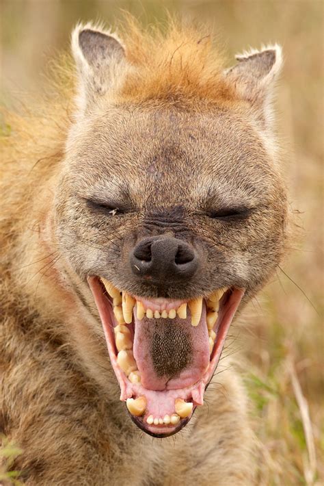 Do Hyena Really Laugh Hyena Laughing Sounds Included Hyena African