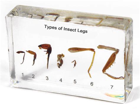 Specimen Of Types Of Insects Legs I Plastic Embedded Eduscience Video Gallery