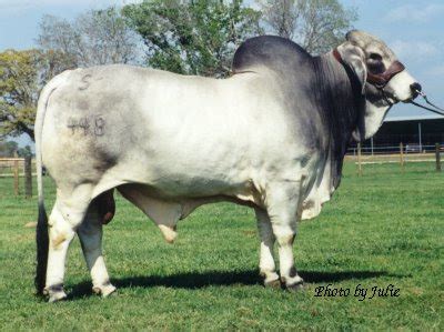 The brahman is an american breed of zebuine beef cattle. Brahman Cow Brahman Cattle Brahman Bull Breeders ~ planetanimalzone