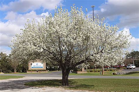 Popular Landscape Tree Considered As Addition To Pa Noxious Weed List