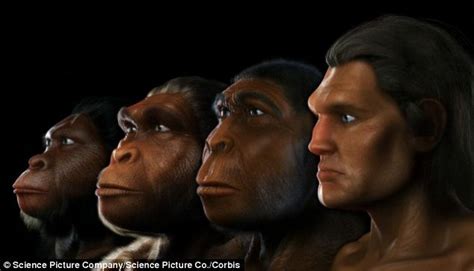 History Of Human Evolution And The 6 Stages Of Human Evolution